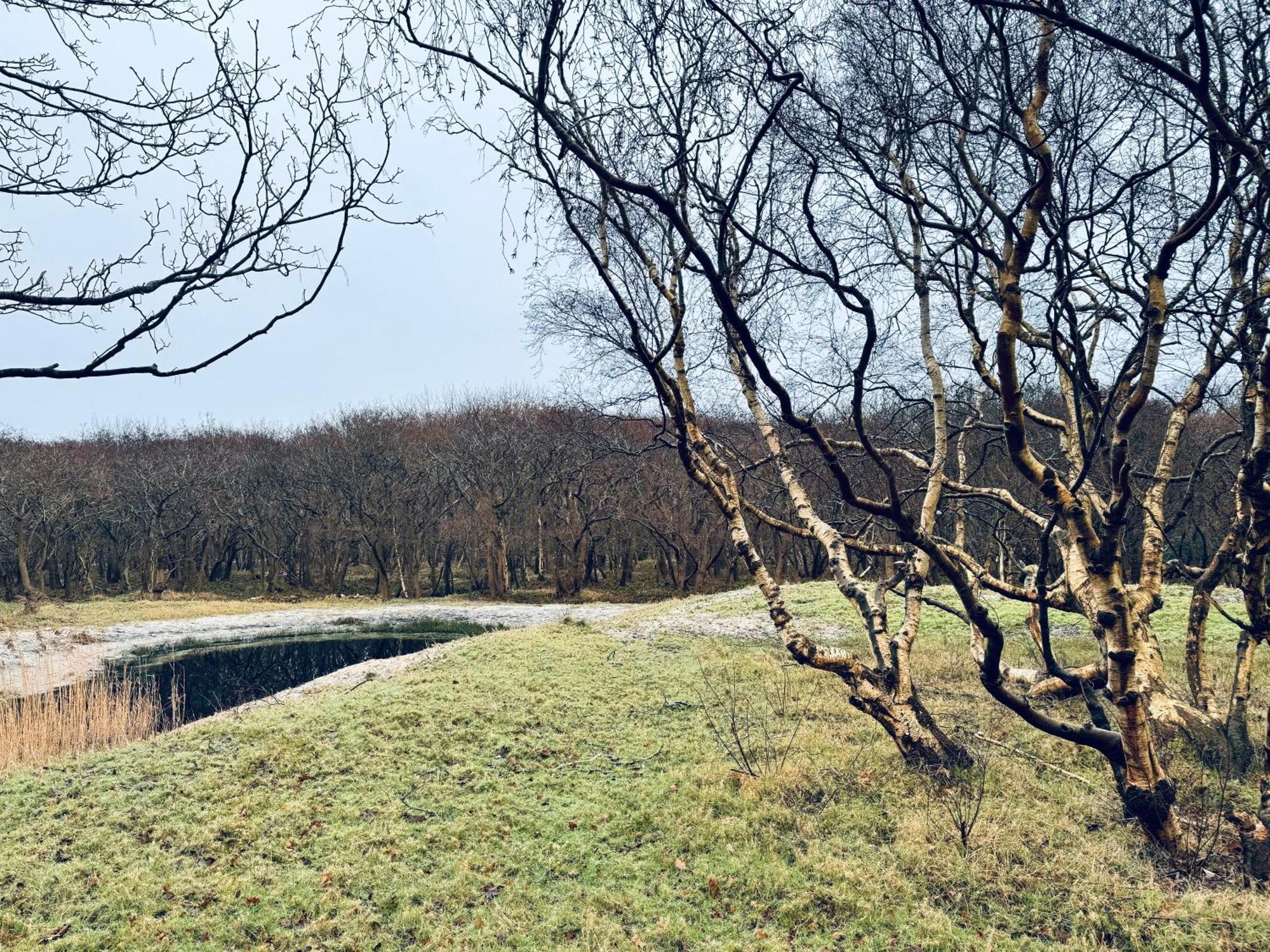 Beach & Forest Retreat -Domburg- أوستكابيلي المظهر الخارجي الصورة